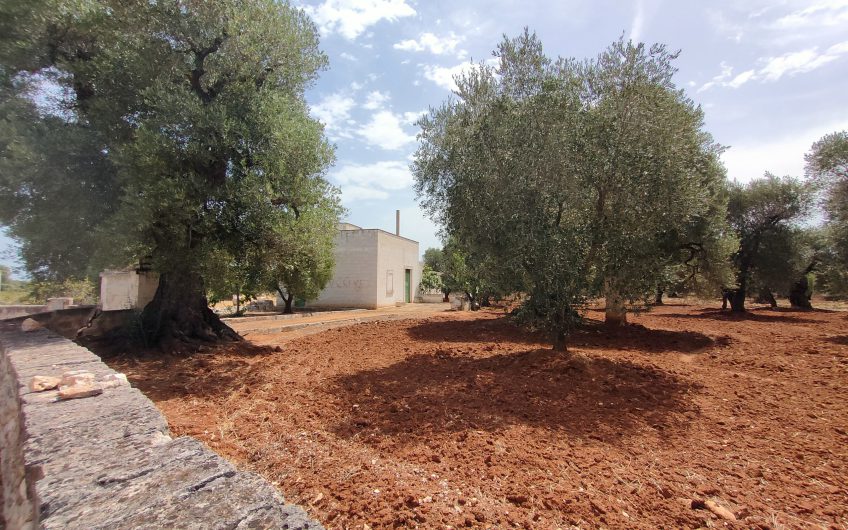 Ostuni – Uliveto con Fabbricato contrada Le Case #noncompratecaseacaso