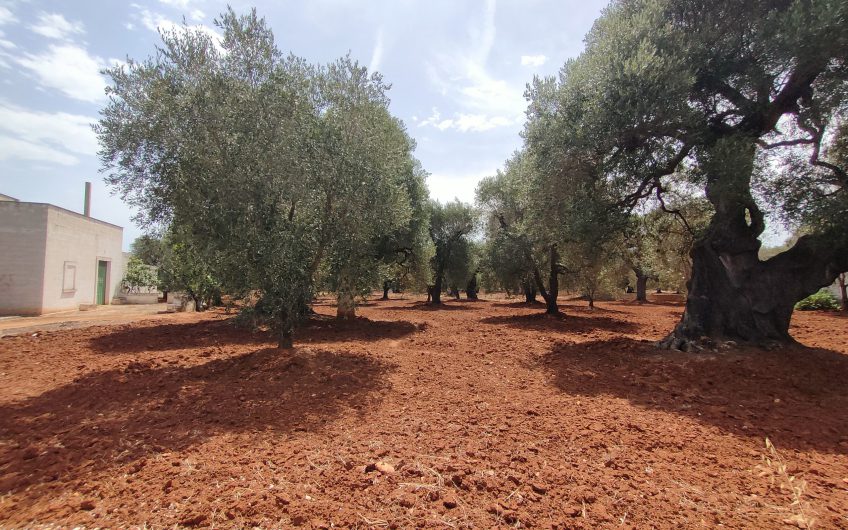 Ostuni – Uliveto con Fabbricato contrada Le Case #noncompratecaseacaso