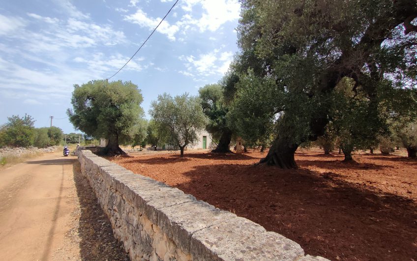 Ostuni – Uliveto con Fabbricato contrada Le Case #noncompratecaseacaso