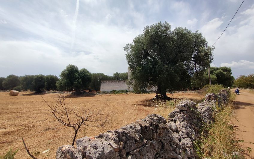 Ostuni – Uliveto con Fabbricato contrada Le Case #noncompratecaseacaso